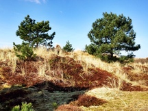 Wandelen vanuit de Ankerplaats