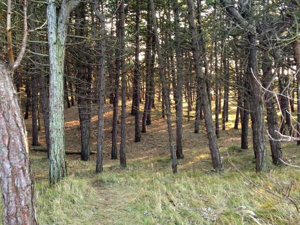 Het bos aan de Ankerplaats