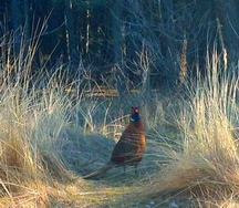 Wilde dieren op de Ankerplaats 